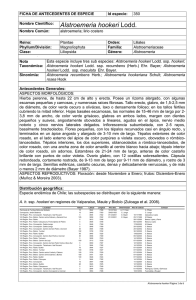 Alstroemeria hookeri Lodd.