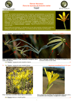 Género Narcissus Clave de especies de floración otoñal