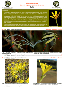 Género Narcissus Clave de especies de floración otoñal