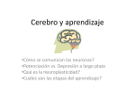 Cerebro y aprendizaje