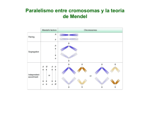 Paralelismo entre cromosomas y la teoria de Mendel