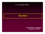 Regulación de la glucólisis
