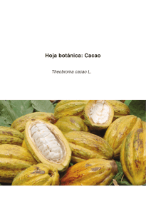 Hoja Botánica: Cacao (2012)