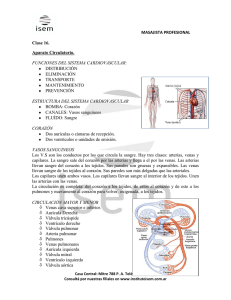 MASAJISTA PROFESIONAL Clase 16. Aparato Circulatorio