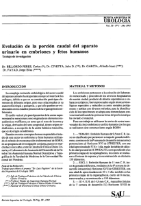 UROLOGIA Evolución de la porción caudal del aparato urinario en