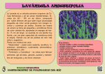 lavándula angustifolia - Ayuntamiento de Palomares del Río