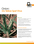 Iris Yellow Spot Virus