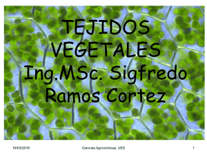 tejidos vegetales - Facultad de Ciencias Agronómicas (UES)