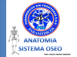 huesos temporales - Paramedicos sin Fronteras SAS