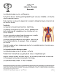 Kidney Stones (Spanish)