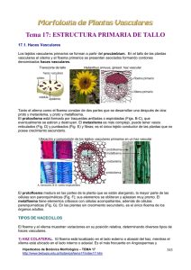 Tema 17. Tipos de hacecillos - Hipertextos del Área de la Biología
