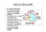 ciclo celular - IES Rey Pastor