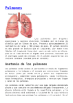 Pulmones - Escuelapedia