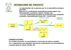 metabolismo del piruvato