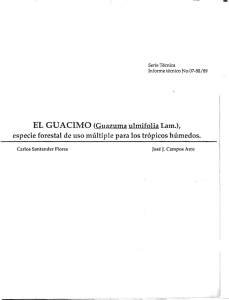 EL GUACIMO (Guazuma ulmifolia Lam.), especie forestal de uso