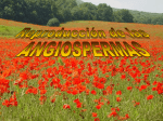 Reproducción en las Angiospermas