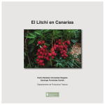 El Litchi en Canarias - Instituto Canario de Investigaciones Agrarias