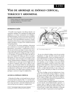 Vías de abordaje del esófago cervical, torácico y abdominal.