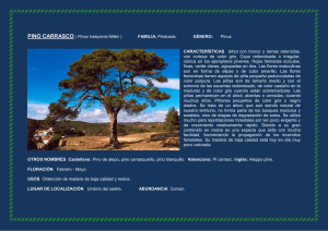 PINO CARRASCO ( Pinus halepenis Miller ) FAMILIA: Pináceas