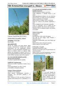 169.Echinochloa crus-galli - Comarca Ribera Baja del Ebro