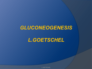 gluconeogenesis l.goetschel