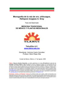 Monografía de la raíz de oro, chilcuague, Heliopsis longipes