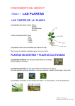 Las plantas 2 PDF - CEIP Santa María de Gracia