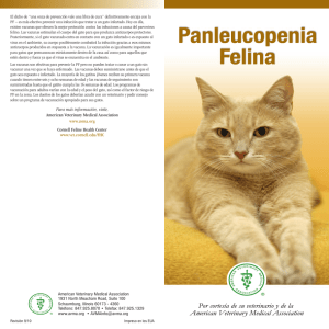 Panleucopenia Felina - American Veterinary Medical Association