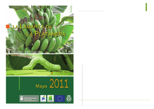 La lagarta de la platanera