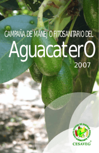 folleto aguacate 07.cdr