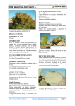 080.Quercus coccifera - Comarca Ribera Baja del Ebro