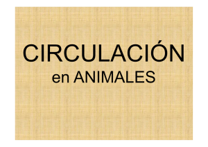 Sistemas circulatorios Archivo - Aula Virtual Maristas Mediterr&aacute;nea