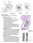 células neurogliales - células de apoyo para las neuronas del SNC
