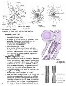 células neurogliales - células de apoyo para las neuronas del SNC
