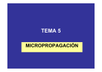 Micropropagación