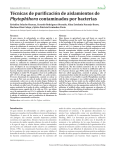 Técnicas de purificación de aislamientos de Phytophthora