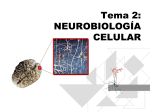 Esquema básico neurobiología celular