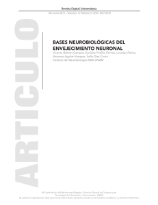 bases neurobiológicas del envejecimiento neuronal