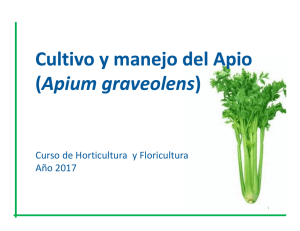 Cultivo y manejo del Apio (Apium graveolens) - Aula Virtual