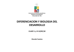 DIFERENCIACION Y BIOLOGIA DEL DESARROLLO - U