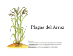 Plagas del Arroz