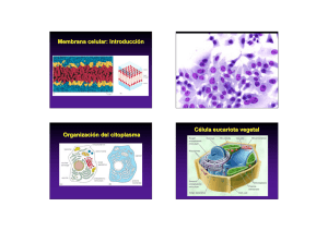 Membrana celular: Introducción Organización del citoplasma Célula