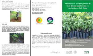 Desarrollo de planta injertada de hule (Hevea brasiliensis ) en