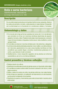 Roña o sarna bacteriana Xanthomonas vesicatoria