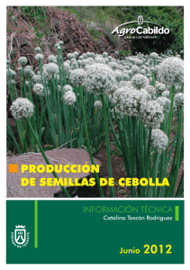 producción de semillas de cebolla