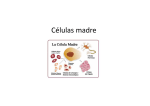 Células madre_v2