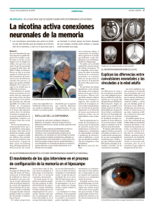 La nicotina activa conexiones neuronales de la memoria