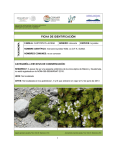 Arenaria bryoides - Izta-Popo