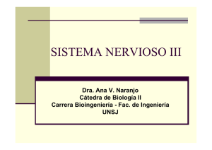Sistema Nervioso III - DEA