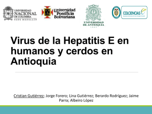 5-Virus-Hepatitis-E-humanos-cerdos